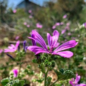floare la miezul zilei