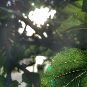 frunză la apus de soare