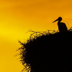 In asteptarea noii generatii