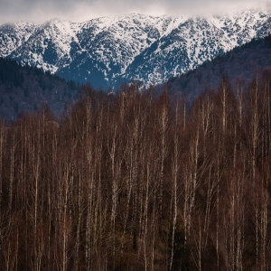 Munții noștri aur poartă