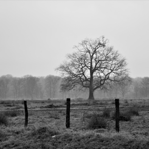 Singur dar voi fi plin de viata
