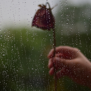 The Dead Rose in the Rain