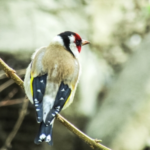 Un mic model zburator 