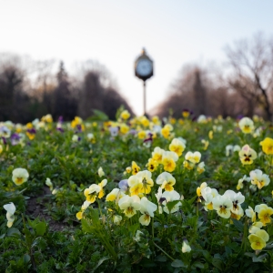 A dream of spring