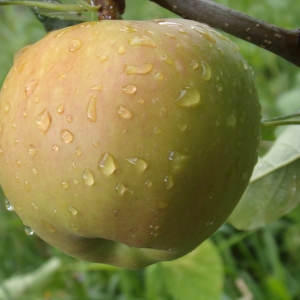 BOGATIE
