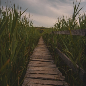 Bridge