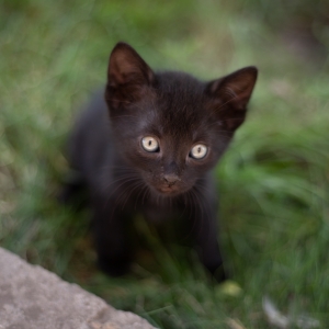 Cat's Eyes