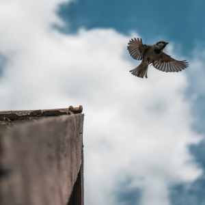 Freedom