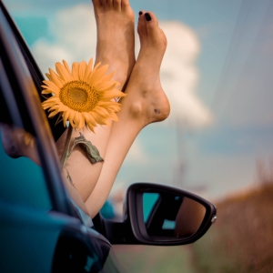 SUNFLOWES