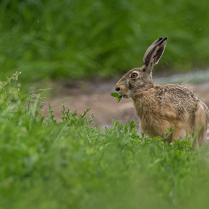 Întâlnirea de seară, hoinărind pe câmpii.