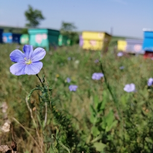 Micile detalii ale naturii