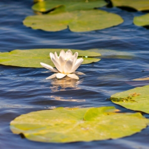 Nufar in Delta Dunarii