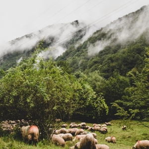 Oițe bârsane la poale de munte 