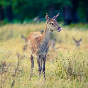 Bambi