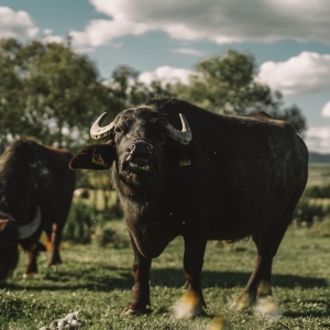 Buffaloes