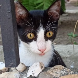 Curiozități