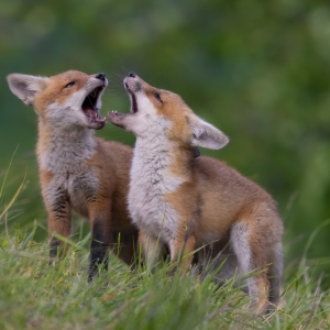 Duet
