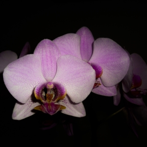 Orhidee