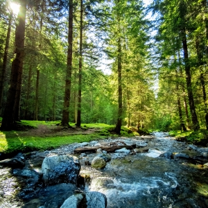 Rau de munte