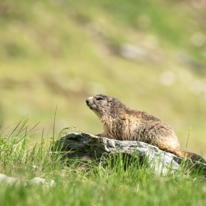 Relaxation time, the alpine marmot.