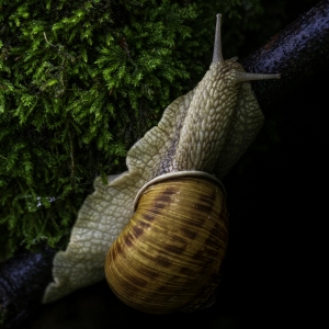 Snail season 