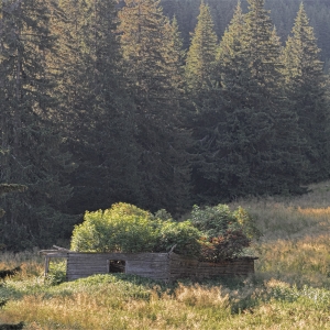 Treehouse