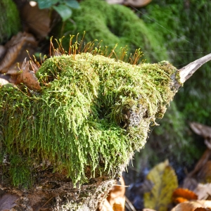 Creativitatea naturii