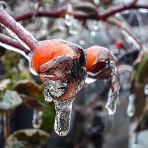 Fructe de măceș înghețate!