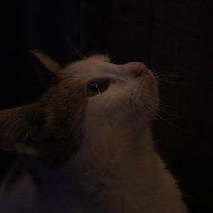 luminile in ochii unei pisici