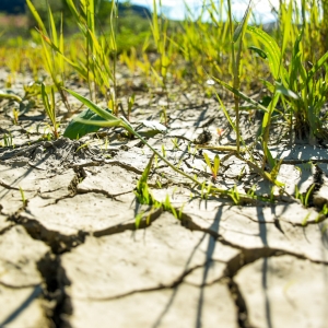 Renașterea uscatului