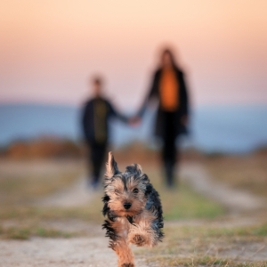 Happy puppy