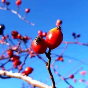 Fructe de Măceş în Iarnă