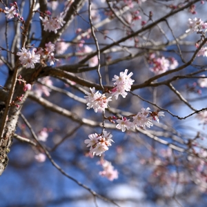 Blue Skies and Blossoms