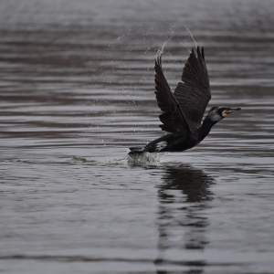 Cormoran în decolare