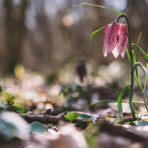 Little beauty hidden in the forest