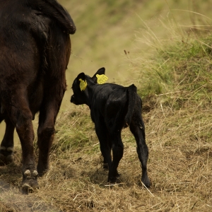 Mama și fiul