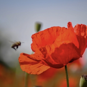 Poppies Field