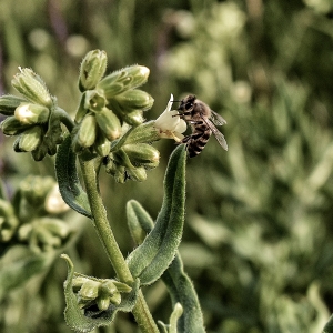 Primavara-Sezonul de caldura si viata pentru albine :)