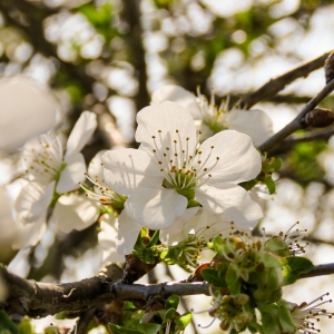 Raze calde printre flori parfumate