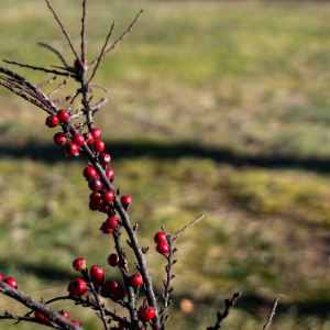 Red berry