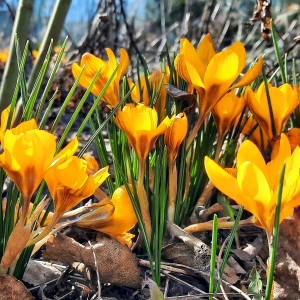 Renașterea naturii