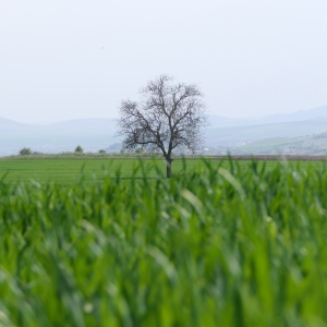 Singur în câmp