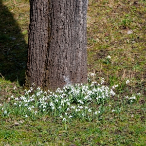 Vestitorii Primaverii