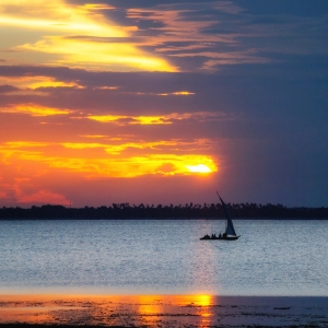 Apus in Zanzibar