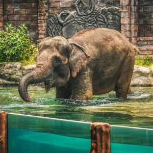 Balinese Baby Elephant