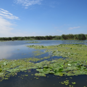 Lacul Solomon